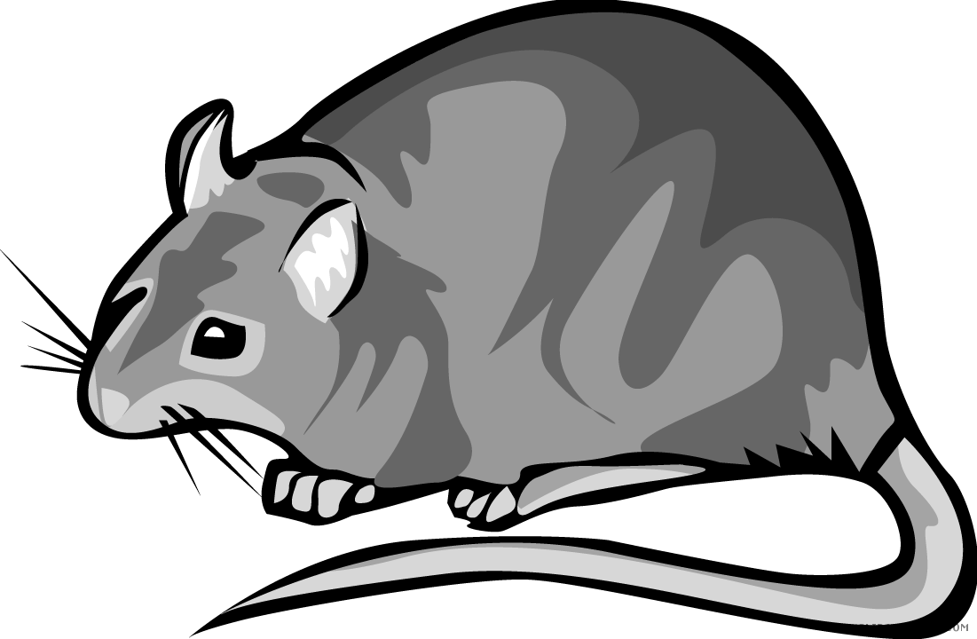 Rat Animal Free Black White Clipart Images Clipartblack - Cactus Consumers (1101x720)