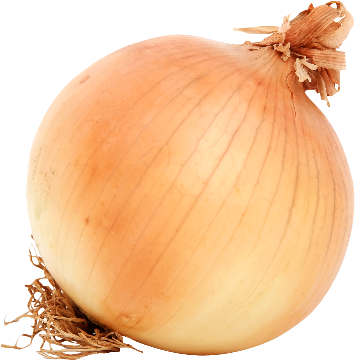 Onion Png Transparent Images - Baby At 17 Weeks (1265x1299)