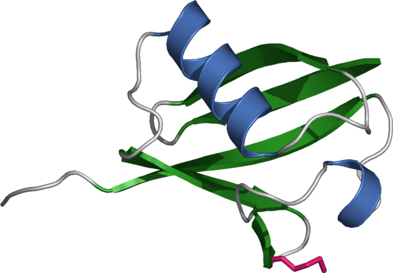 Chen Has Dedicated Much Of His Career To Studying The - Ubiquitin (828x575)