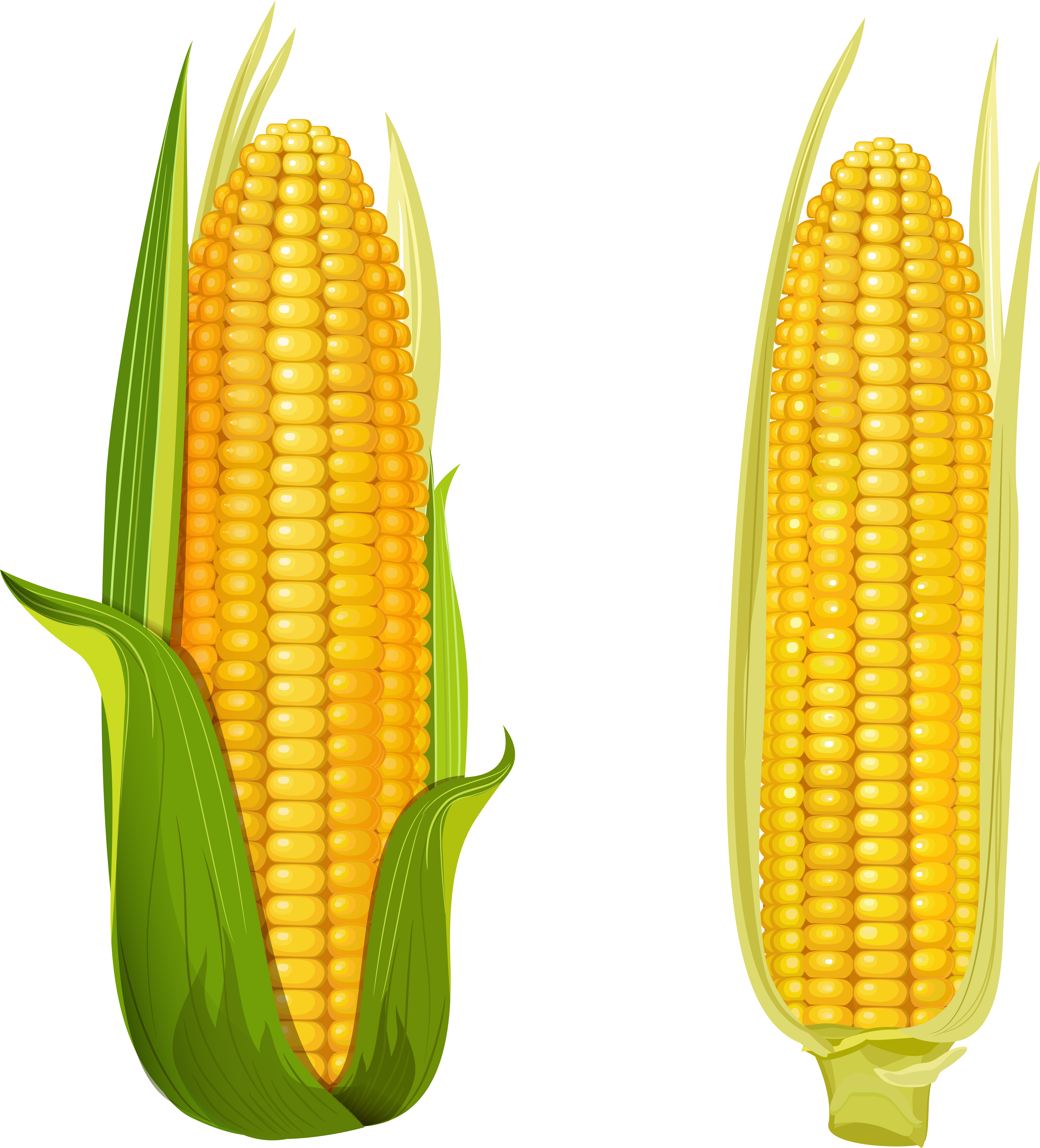 Яндекс - Фотки - Corn Illustration Vector (4515x5000)