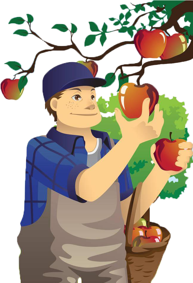 Fruit Picking Orchard Apple Farmer Clip Art - Fruit Picking Orchard Apple Farmer Clip Art (666x955)