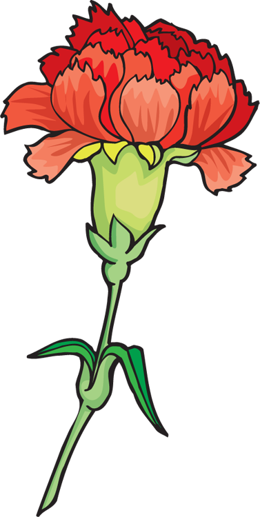 Carnation Cliparts - Rose (377x750)