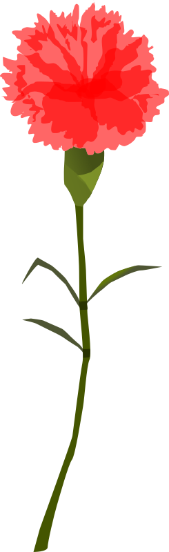 Carnation Clipart Free For Download - Carnation Png Transparient (736x2400)