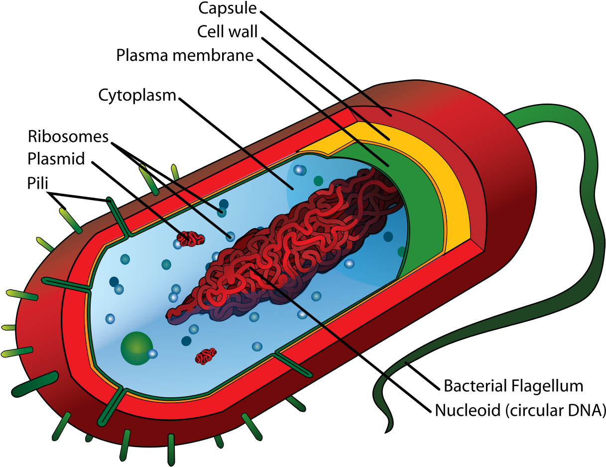 Bacteria Clipart Cell Biology - Qeliza Prokariote (1258x1024)