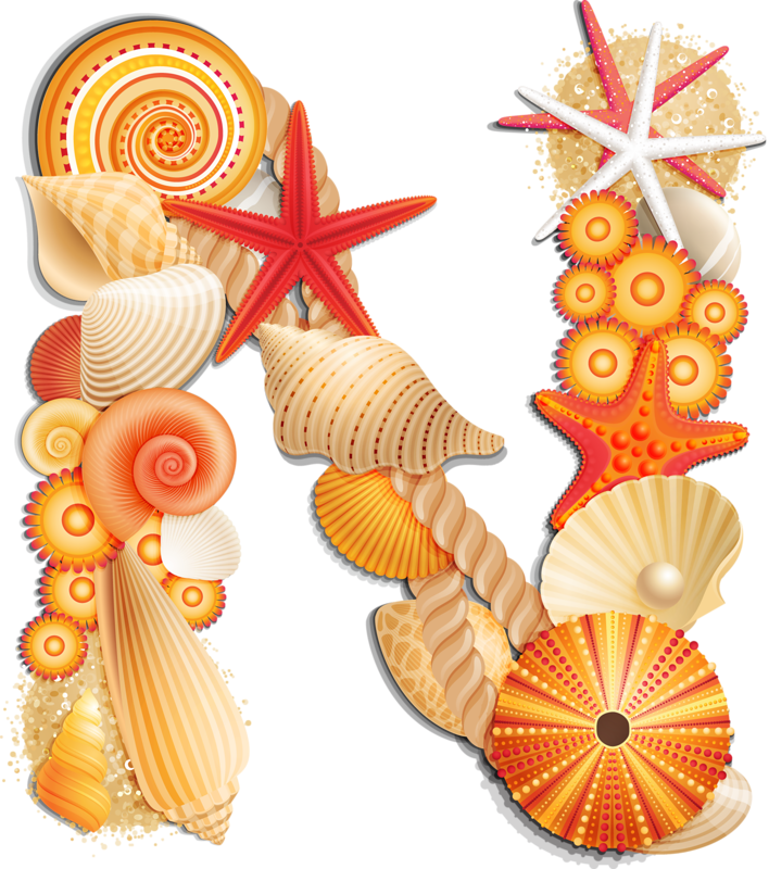 Яндекс - Фотки - Transparent Background Sea Shells Clipart (708x800)