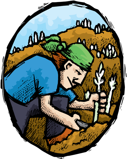 White Asparagus - Garden Asparagus (450x552)