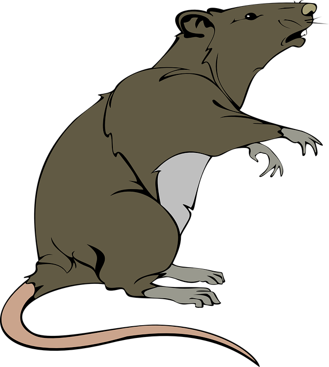 Laboratory White Rat Scientist Vector Cartoon Vector - Dead Rat Clip Art (644x720)