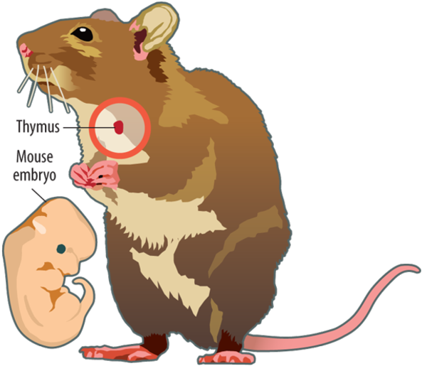 Scientists Have Made A Living And Working Organ From - Cartoon (600x517)