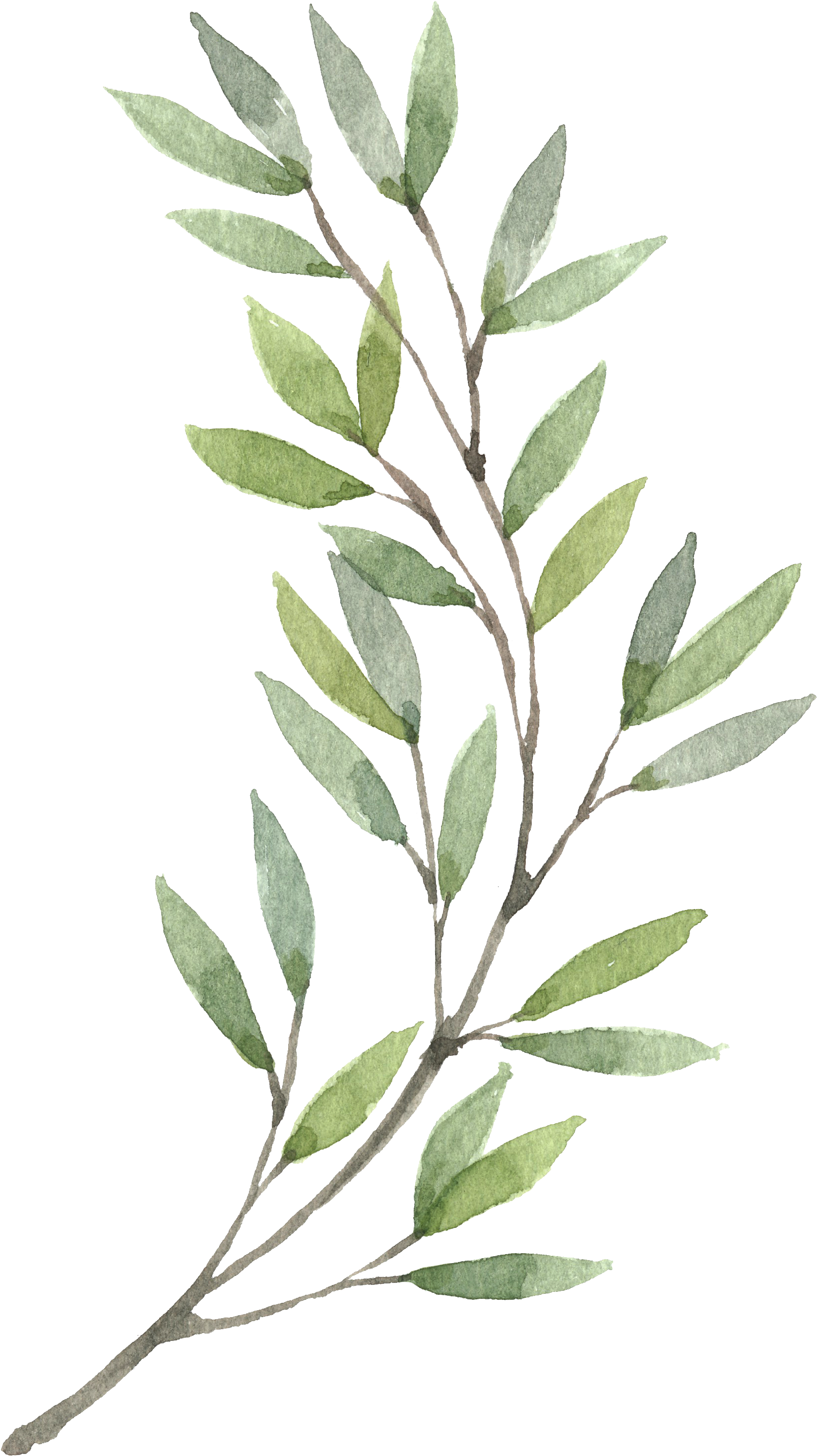 Corona De Pintura A La Acuarela De Flores Clip Art - Olive Branch Watercolor Png (1745x3075)