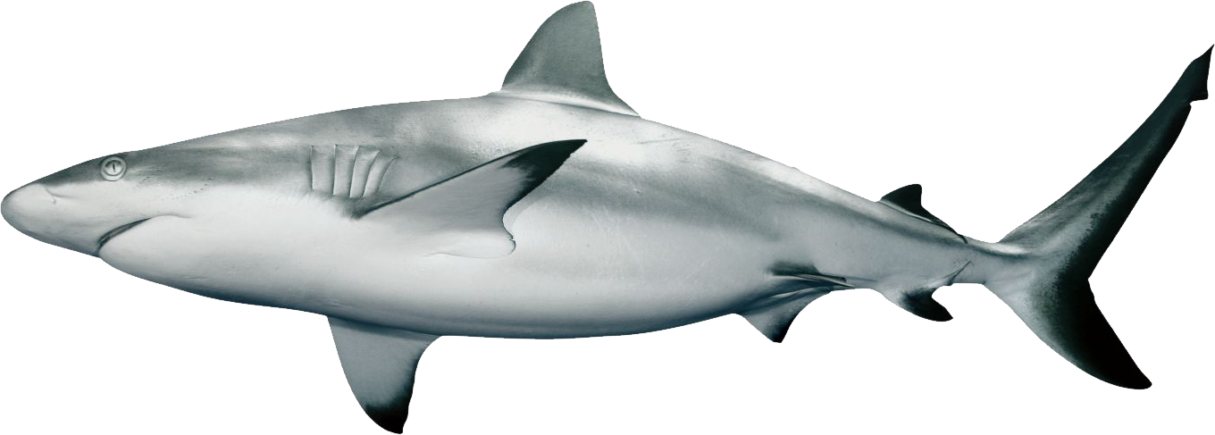 Bull Shark Clipart Transparent Background - Shark Png (1360x487)
