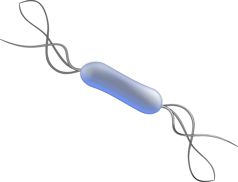 Clip Art Tags - Real Bacteria Png (800x612)