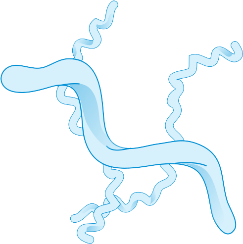 Download Png Image Report - Bacteria (498x500)