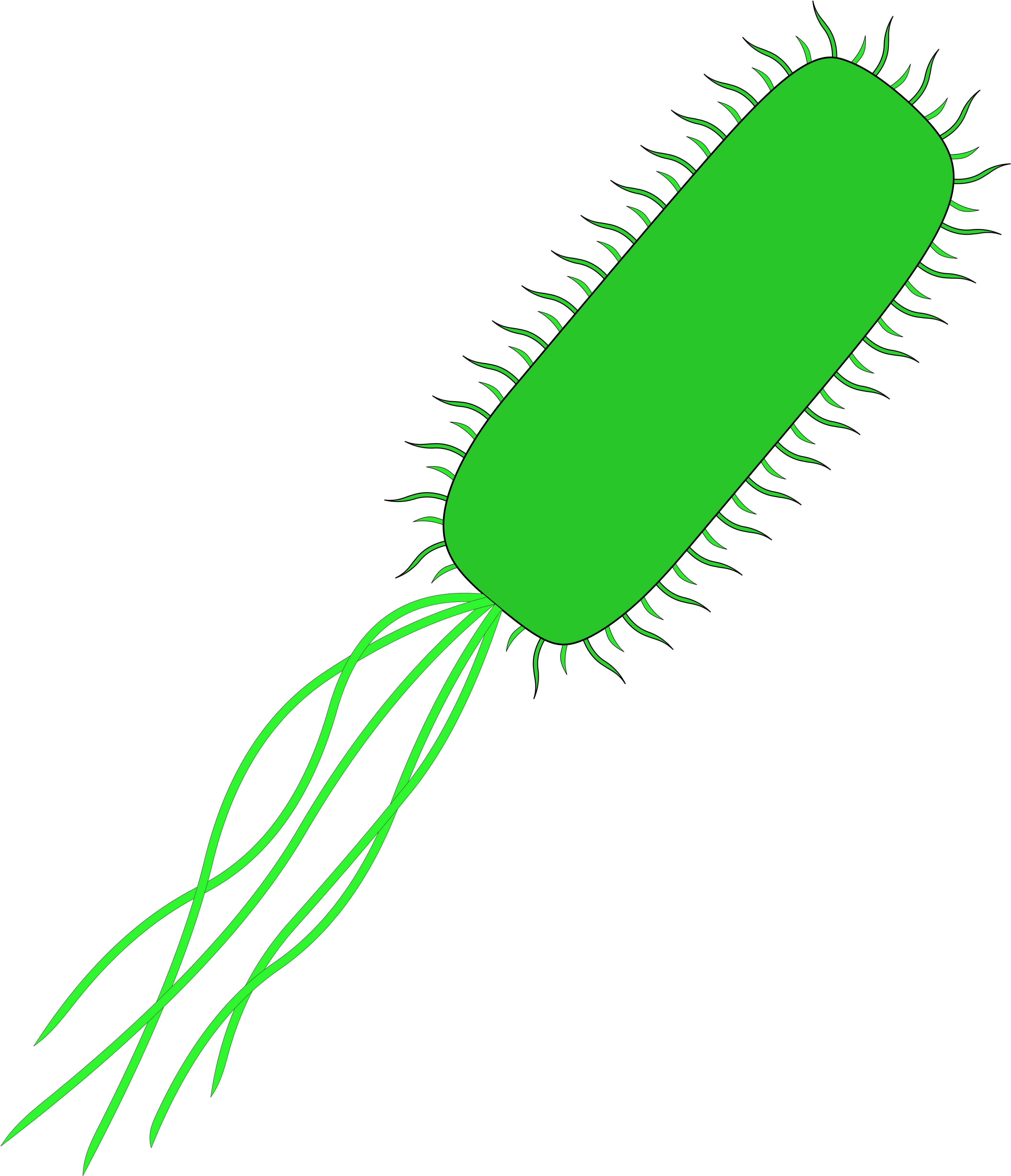 Coli Chromosome Abnormality Bacteria Clip Art - E Coli With No Background (5011x5571)