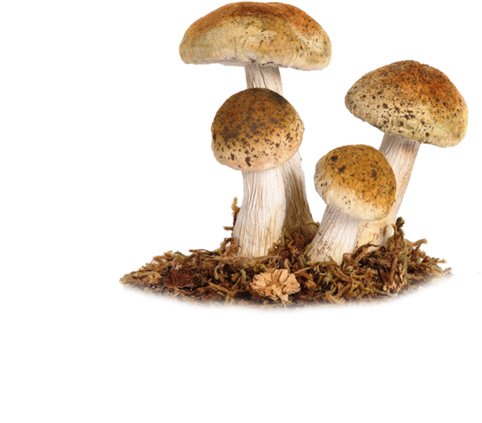 Mushroom Png Image - Fungi Transparent Background Gif (1024x696)