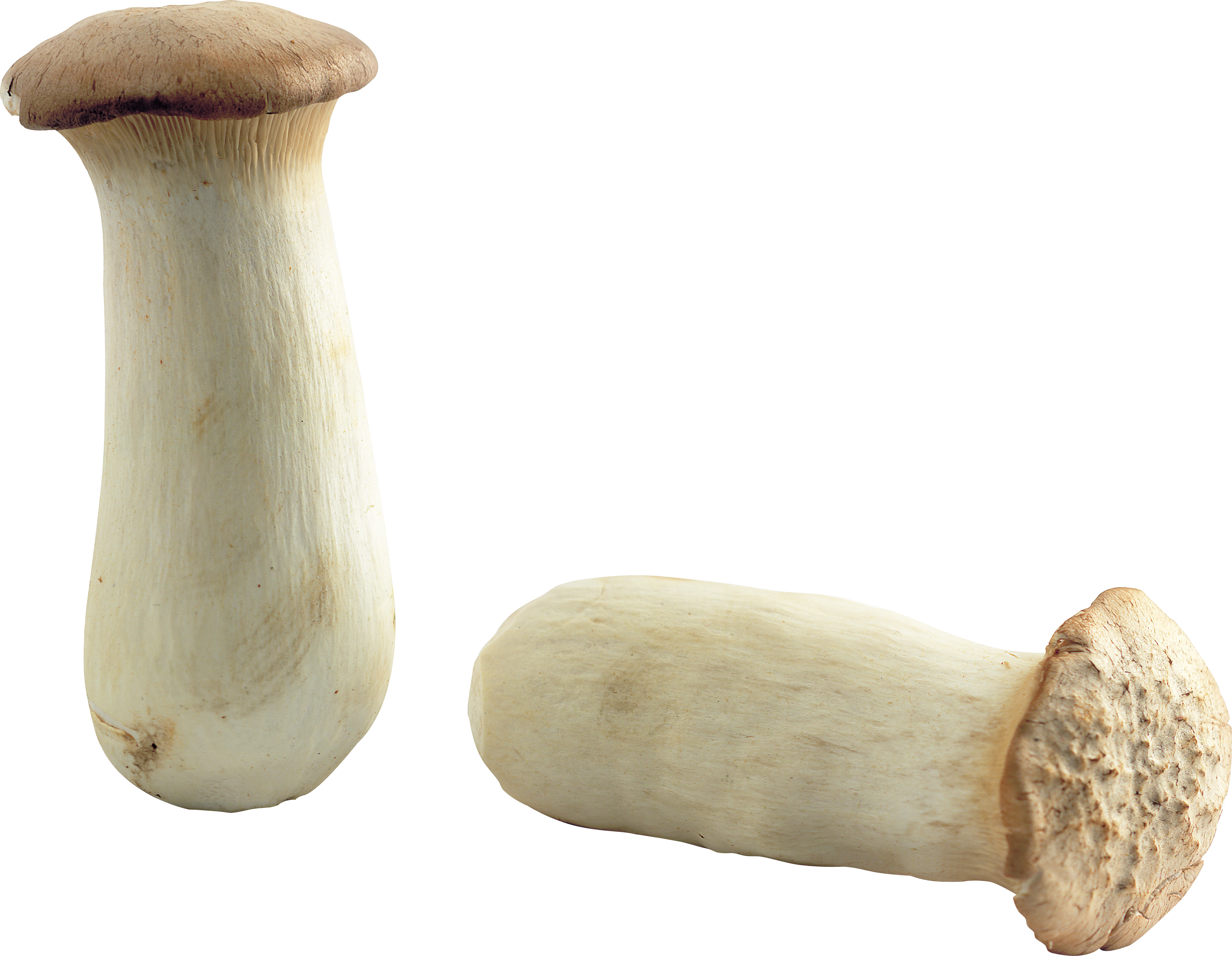 Mushroom Png Image - Mushroom (3286x2551)