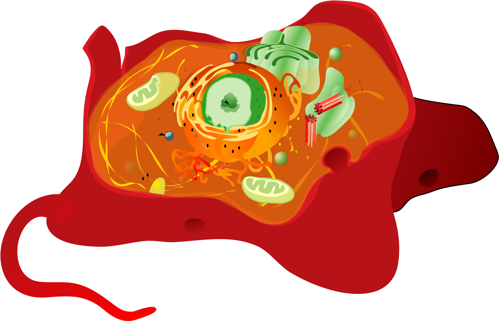 Open - Cytoskeleton In A Cell (2000x1461)