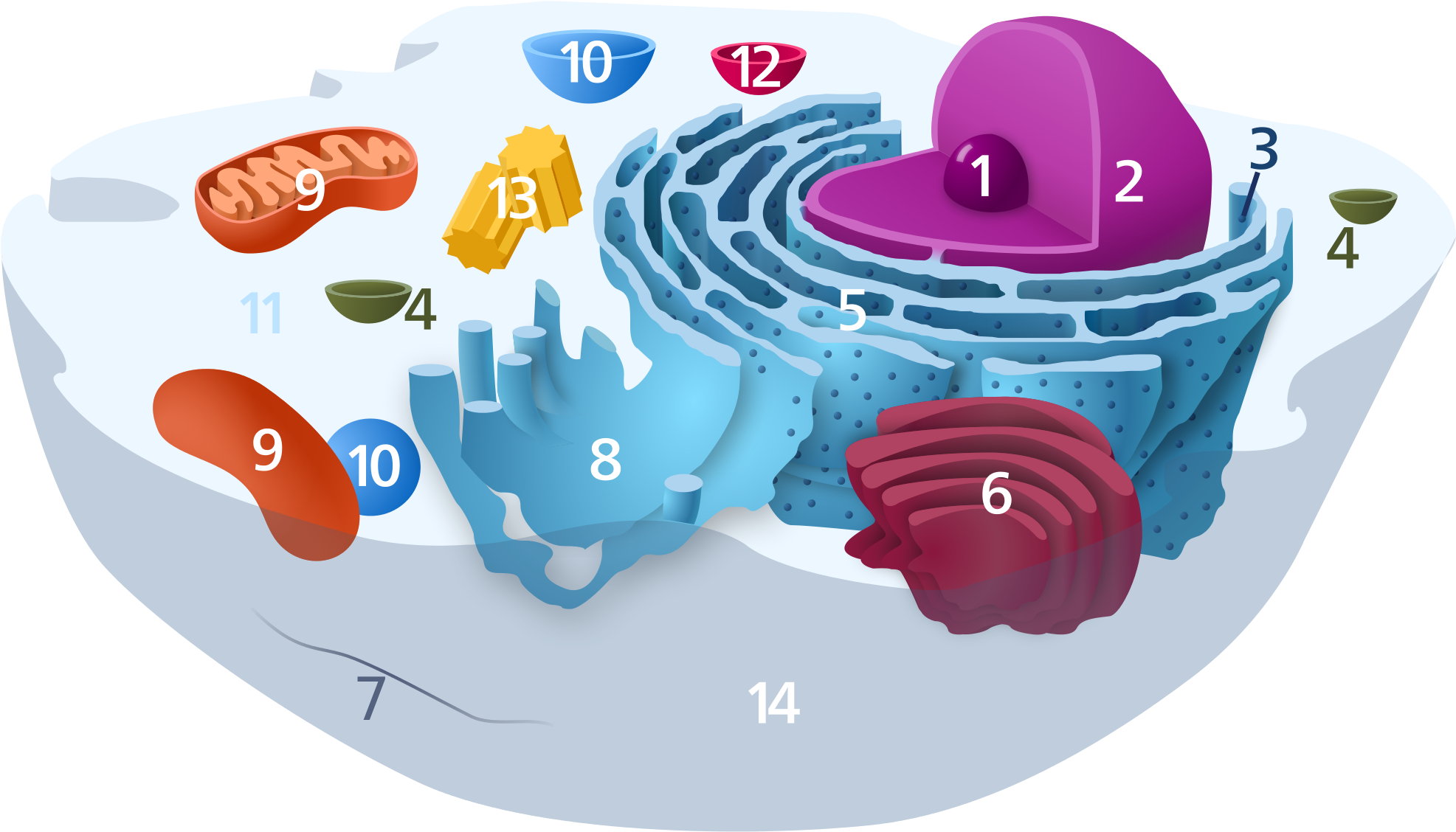 Animal Cell Unannotated - Animal Cell Without Labels (2000x1154)