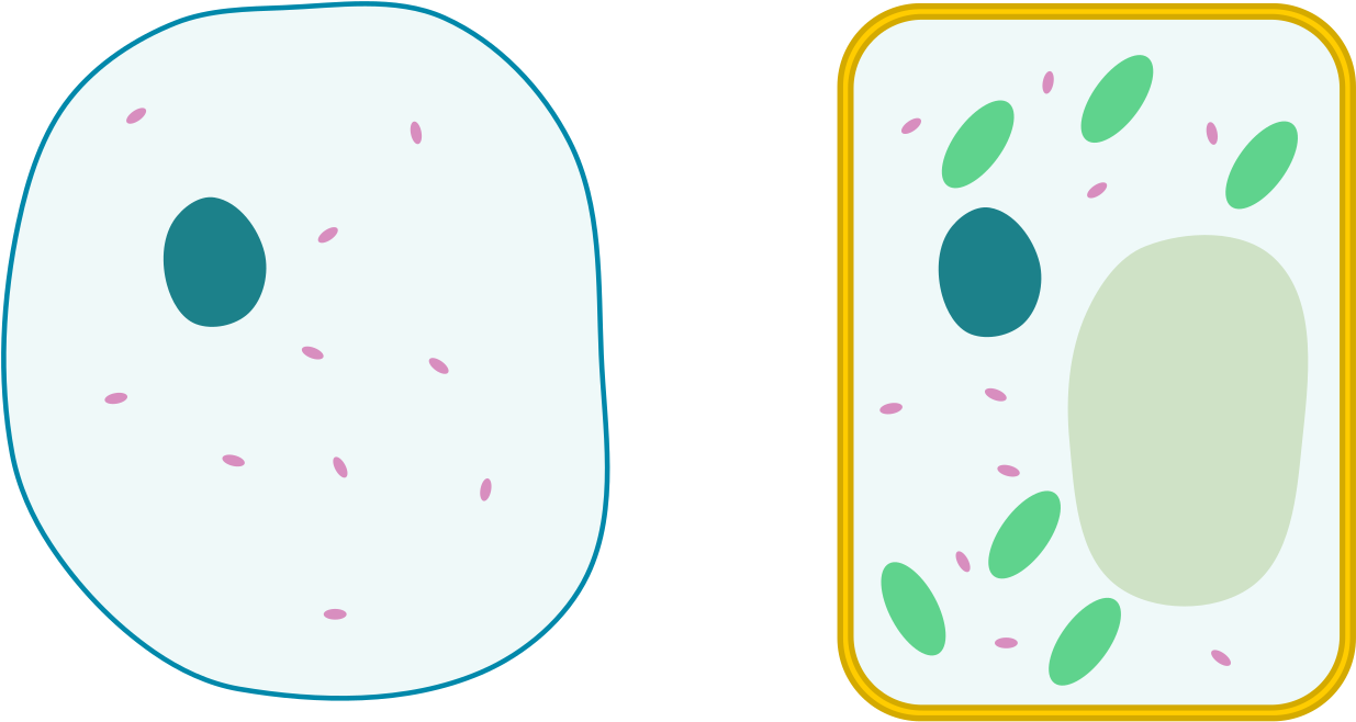 Differences Between Simple Animal And Plant Cells - Plant Cell And Animal  Cell Without Labels - (1280x702) Png Clipart Download