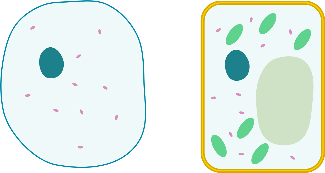 Differences Between Simple Animal And Plant Cells - Plant Cell And Animal Cell Without Labels (1280x702)