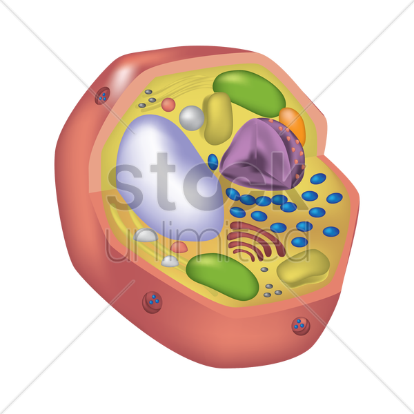 Animal Cell V矢量图形 - Animal Cell V矢量图形 (600x600)
