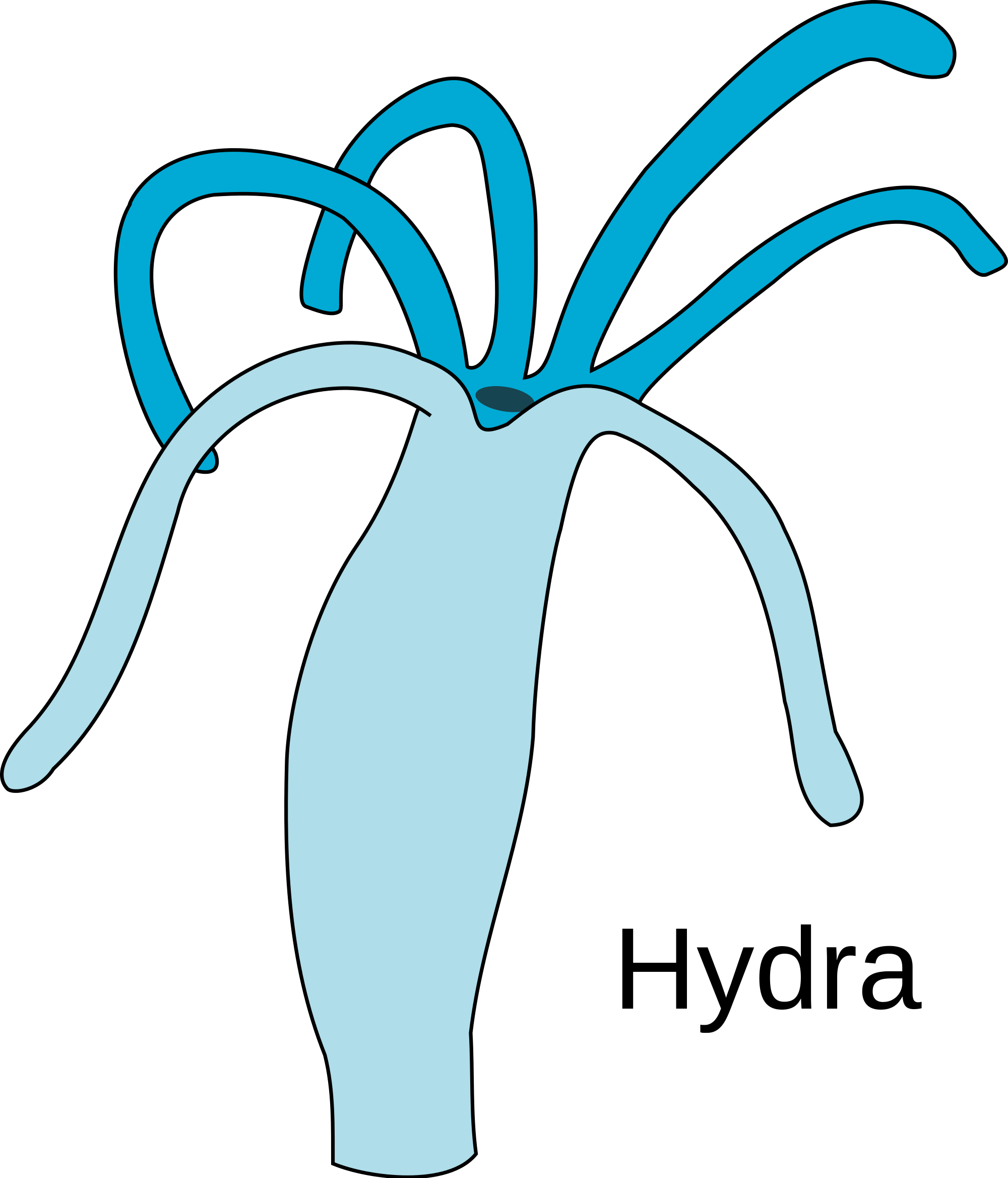 Open - Hydra Specimen (2000x2337)