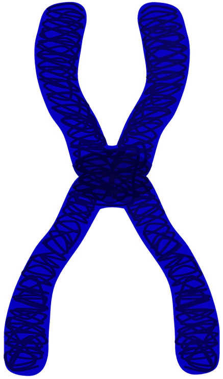 Chromatid Pair, Mitosis, Eukaryotic Cell Division, - Chromosome Clip Art (442x750)