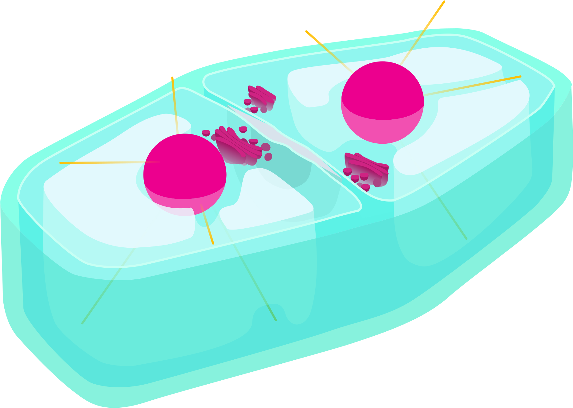 Plant Cell Cytokinesis - Raft (2000x1379)