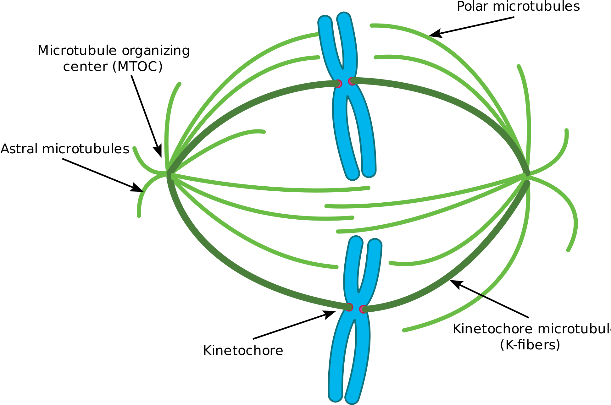 This Diagram Depicts The Organization Of A Typical - Microtubules Mitosis (2000x1396)