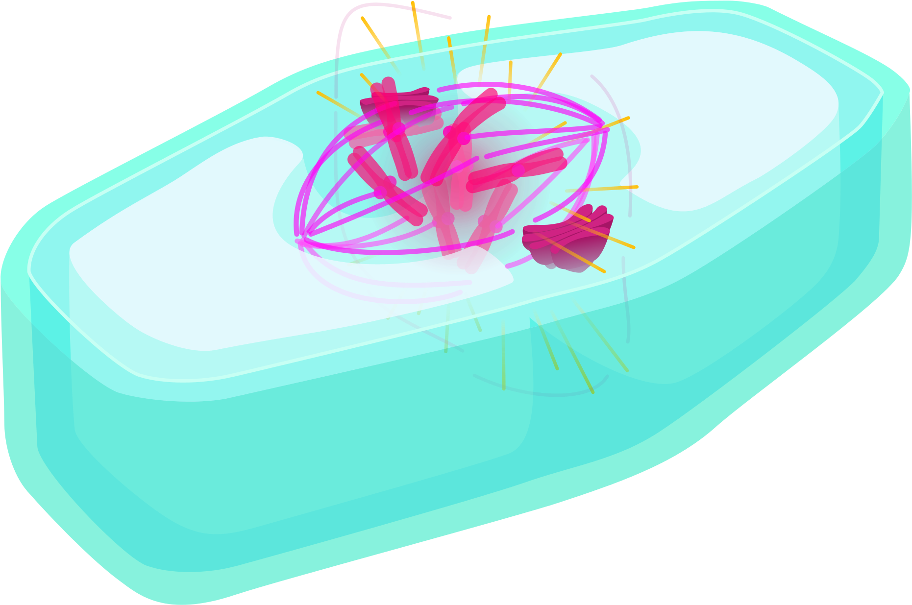 Plant Cell Prophase - 2000px Plant_cell Prophase (2000x1310)