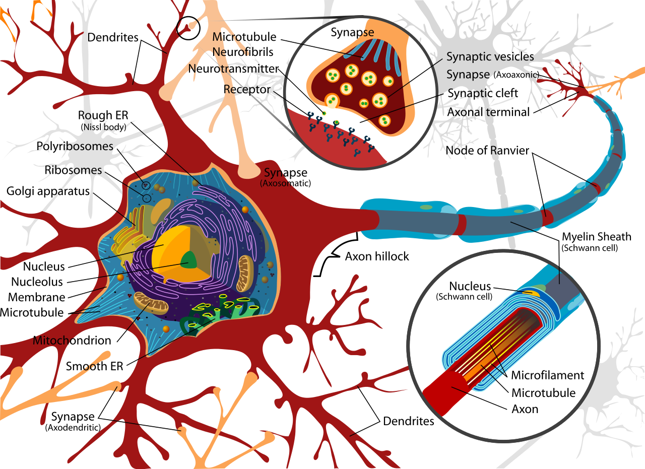 Anatomy Of Brain Cells - Difference Between Schwann Cells And Myelin Sheath (1280x931)