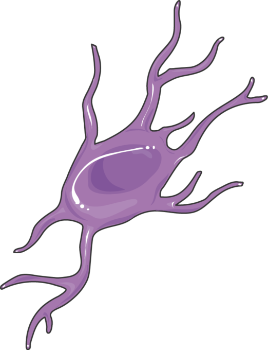 Cns Cell Lines Oligodendrocyte Precursors - Cyclooxygenase (522x680)