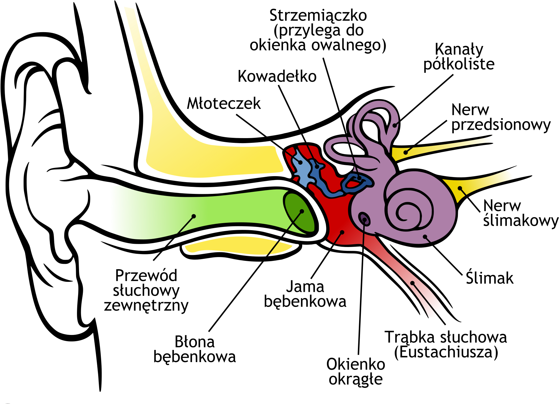 Anatomy Of The Human Ear File Pl Svg Wikimedia Commons - Does The Ear Work (2000x1500)
