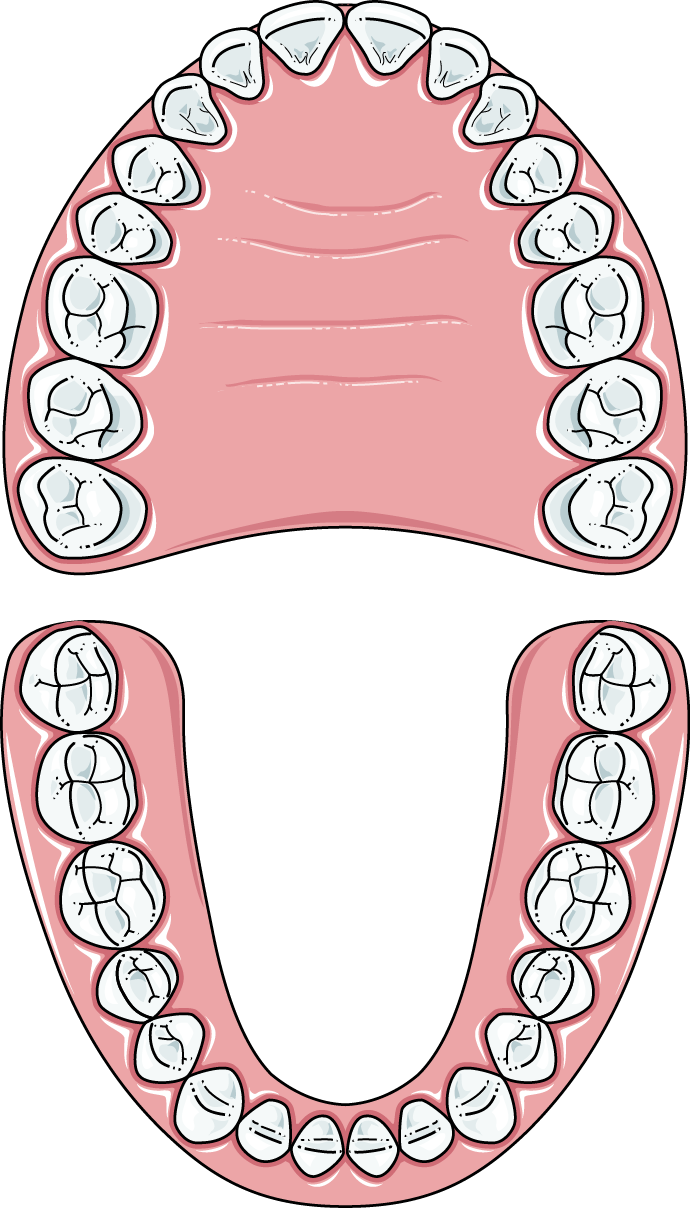 Adult Teeth - Adult Teeth (690x1208)