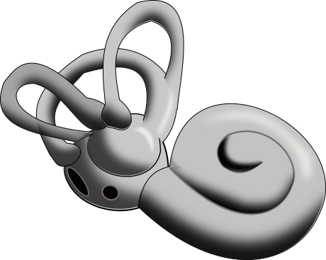Inner Ear - Inner Ear Png (460x367)