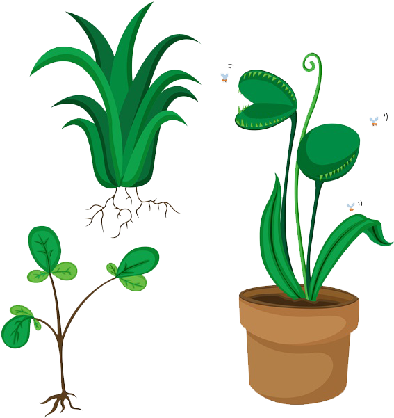 Royalty-free Venus Flytrap Stock Illustration Illustration - Venus Flytrap (600x600)