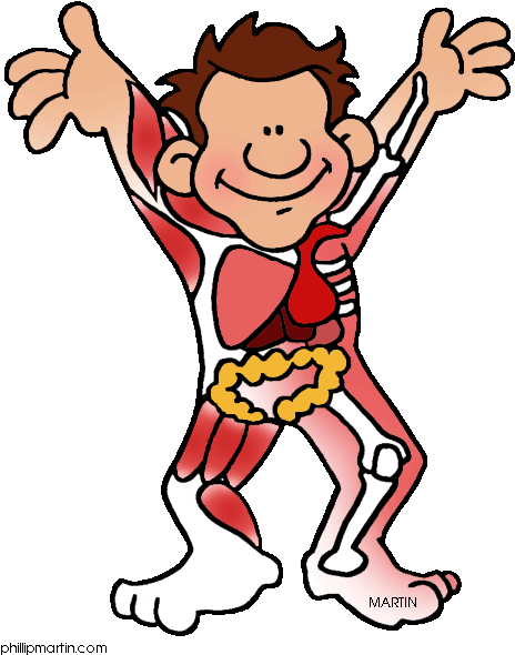 Human Body Systems - Human Body Systems Clipart (497x648)