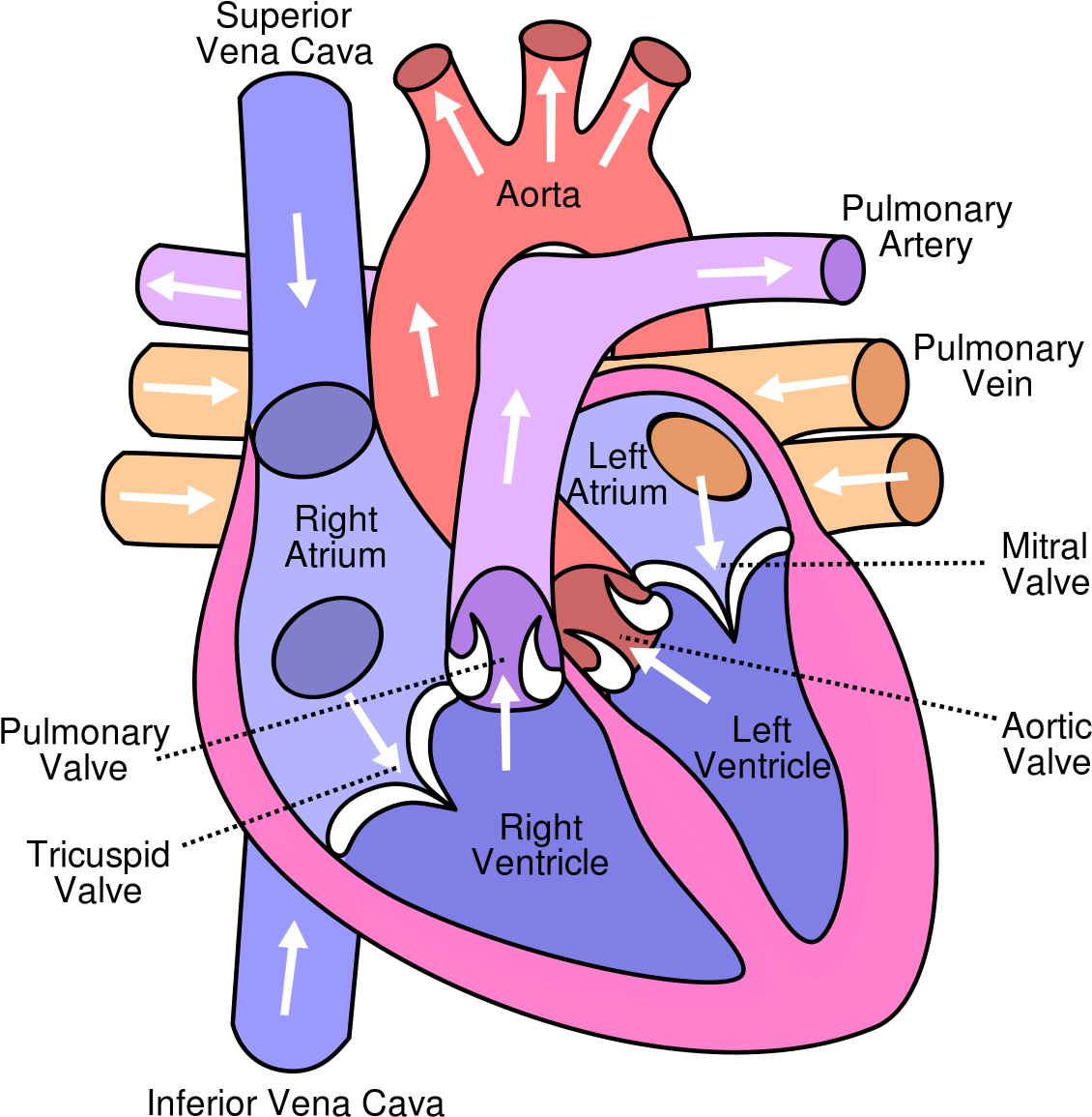 Gallery Of Best Collection Inferior Vena Cava Function - Trace A Drop Of Blood Through The Heart (1200x1200)