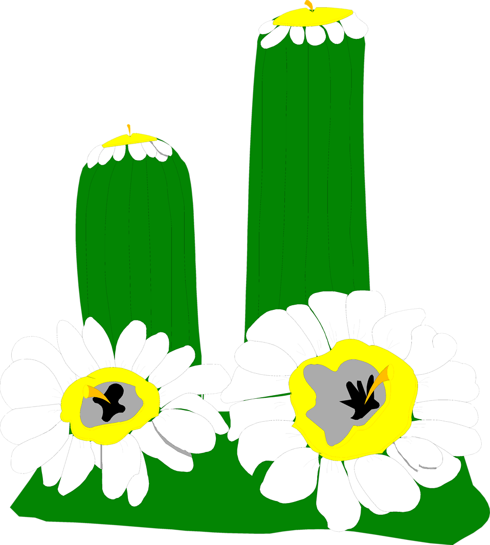 Illustration Of A Cactus With White Flowers - Illustration (958x1066)