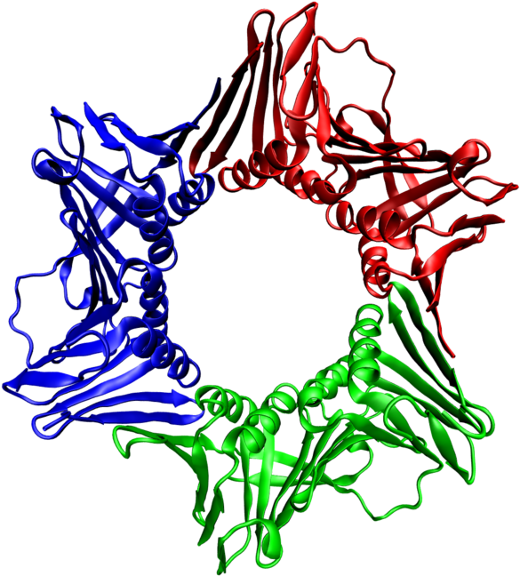 Top And Side Views Of A Homotrimer Of The Human Pcna - Proteina Pcna (640x691)