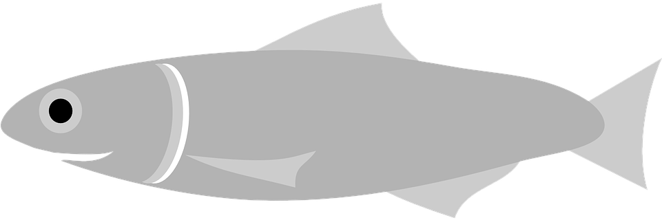 Coastal Fish Cliparts 15, Buy Clip Art - Ikan Teri Vector (960x480)