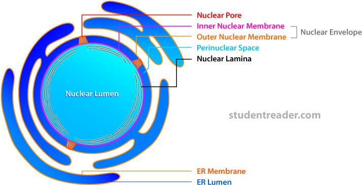 Simple Animal Cell Diagram - Nucleus In Simple Diagram (728x377)