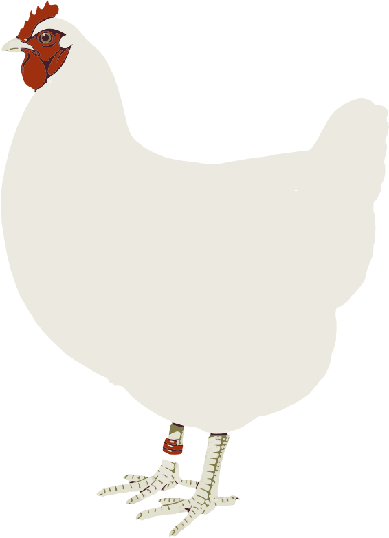 Free To Use &, Public Domain Chicken Clip Art - Hen White Clipart (566x782)