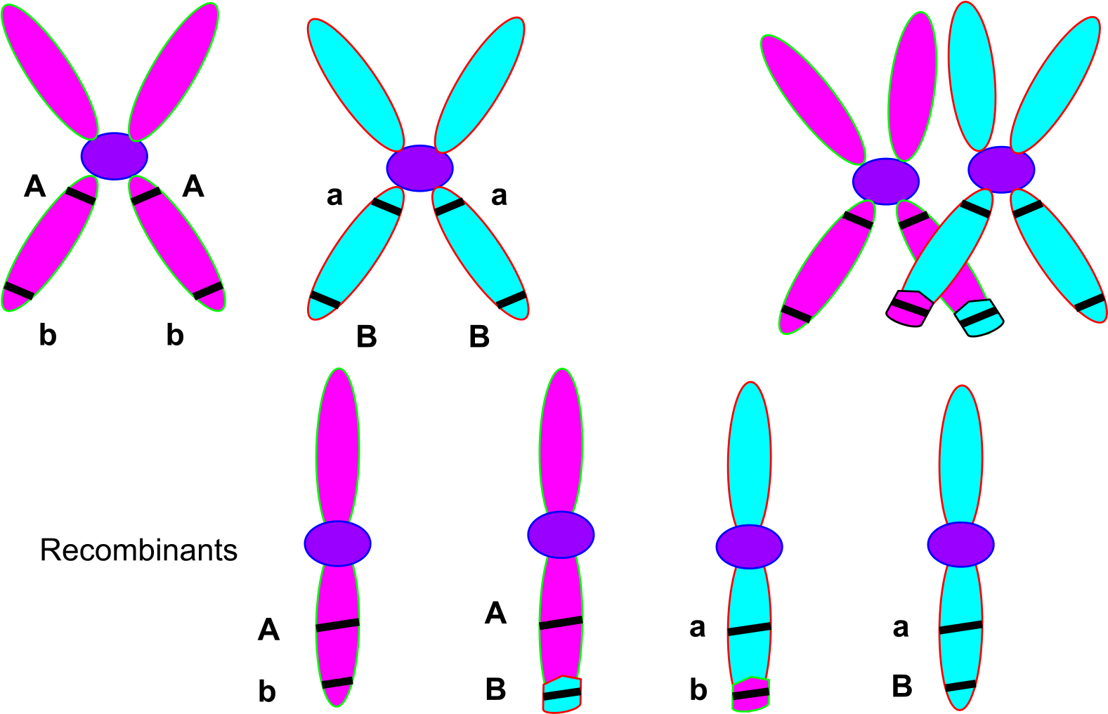 Bio Clipart Cytology - Chromosomes During Crossing Over (2000x1035)