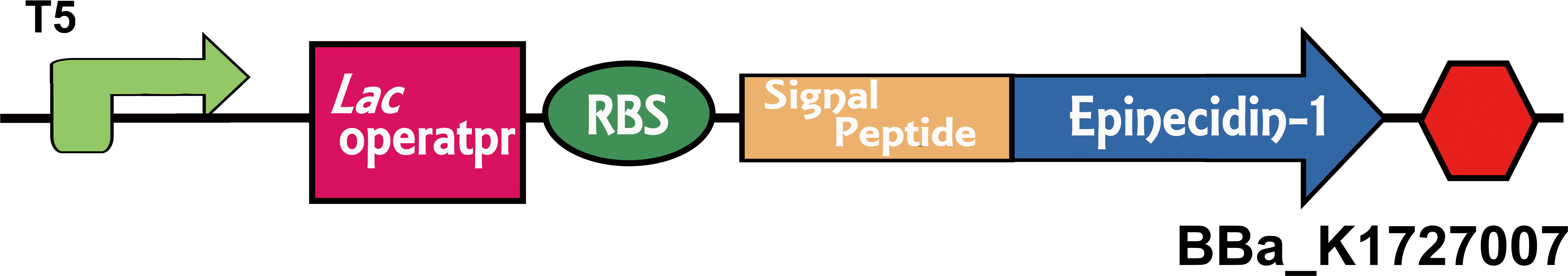 We Used T5 Promoter, Lac Operator, Rbs, Terminator - Circle (8101x1790)