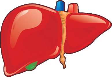 Liver Report Plugin - Liver Png (400x400)