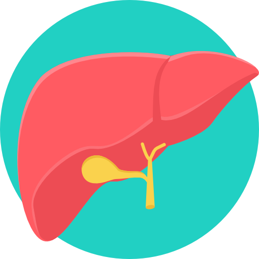 Liver Free Icon - Icono De Higado (512x512)