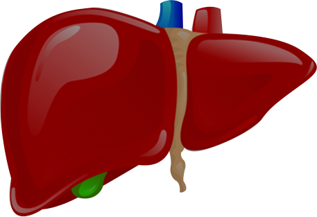 Liver Transplant Surgery - Liver Transplant Surgery (457x313)