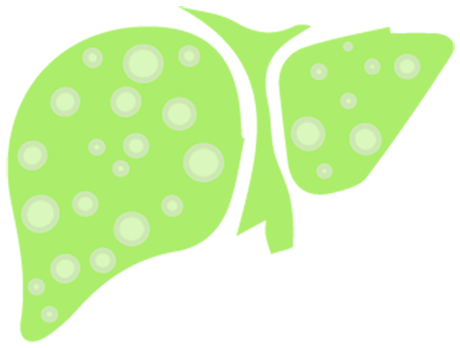 Liver - Lyon (475x363)