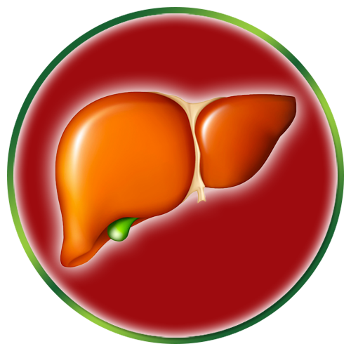 Liver Health - Liver Health (500x500)