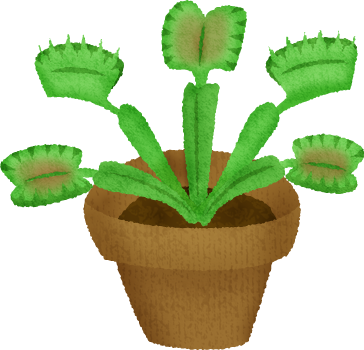 Venus Flytrap - Dionaea Muscipula (364x350)